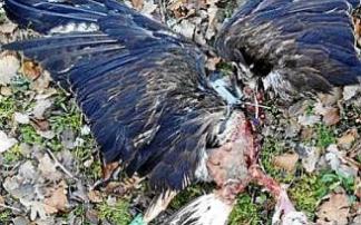 Restos del ave fallecida.. Foto: P.J.P.