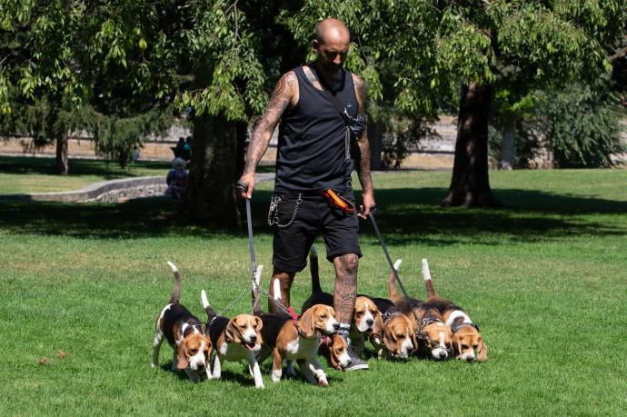 Fermín González, paseando con sus 'Beagles'.