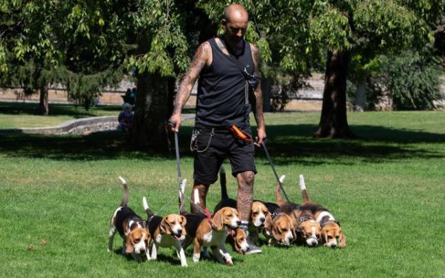 Fermín González, paseando con sus 'Beagles'. Fermín González, paseando con sus 'Beagles'.