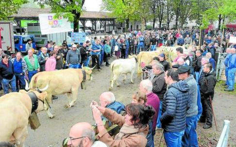 Entrada en la Plaza del Mercado de Elizondo del vacuno pirenáico, la imagen de marca de la ganadería de Baztan.