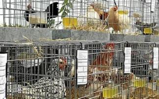 Imagen de gallinas en sus jaulas en una empresa. Foto: Cedida