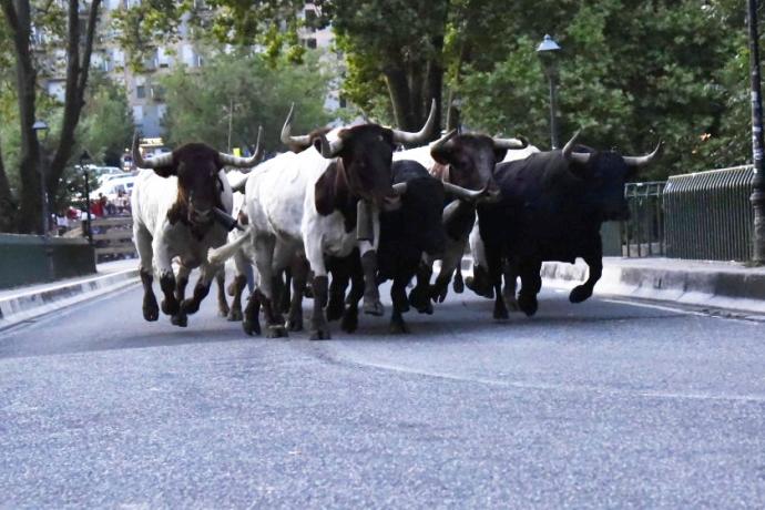 Encierrillo de Sanfermines.