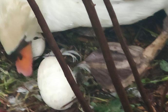 El cisne de la plaza Gipuzkoa, con los huevos de yeso.