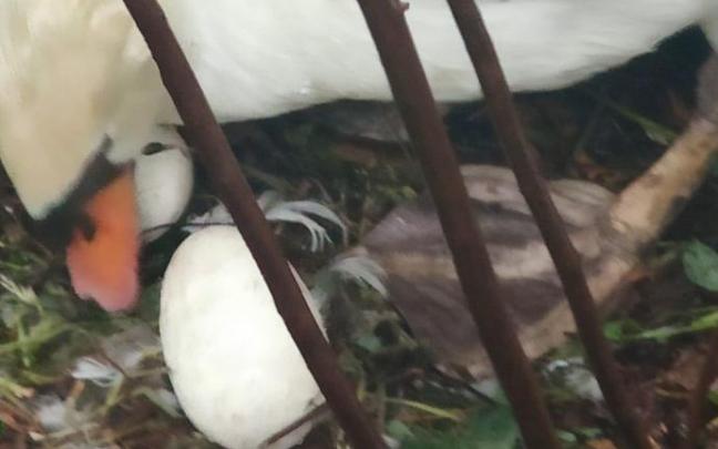 El cisne de la plaza Gipuzkoa, con los huevos de yeso.