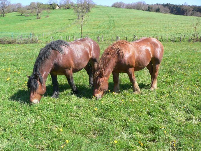 Dos caballos de raza equina burguete.