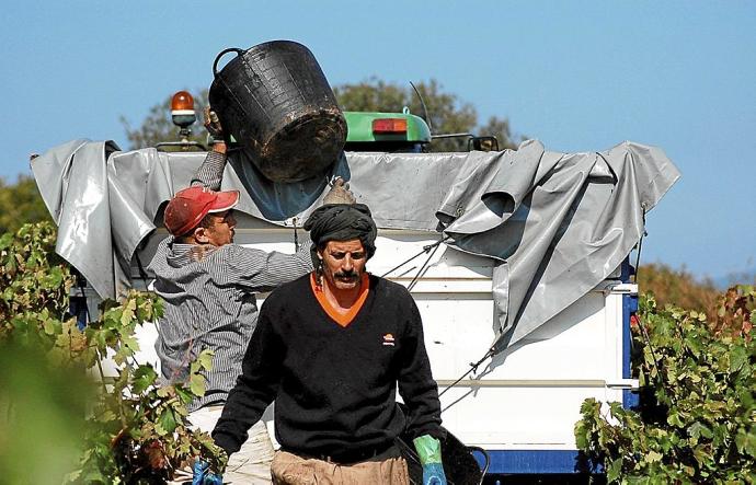 Un grupo de temporeros trabaja en la vendimia.