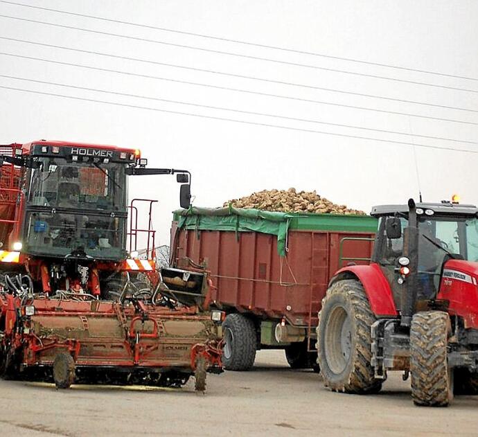 Máquina recolectora al lado de un tractor con remolque cargado de remolacha. Foto: DNA