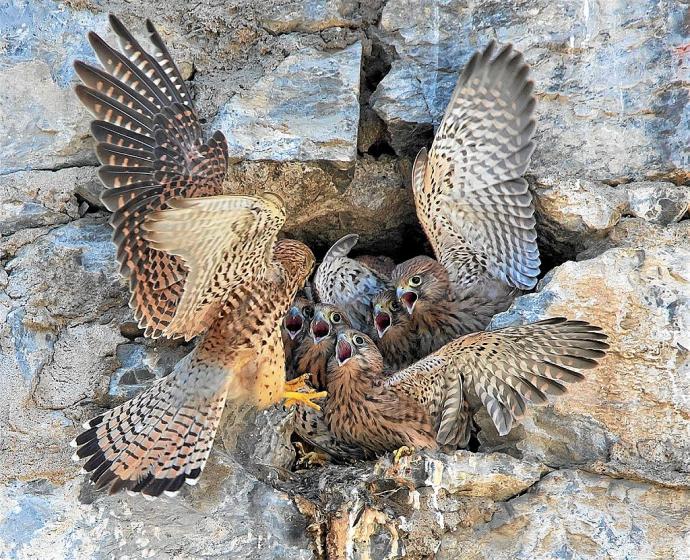 Las crías de cernícalo común reciben a su madre en el nido del edificio de Las Esclavas. Foto: Agustín Arenas