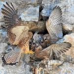 Las crías de cernícalo común reciben a su madre en el nido del edificio de Las Esclavas. Foto: Agustín Arenas Las crías de cernícalo común reciben a su madre en el nido del edificio de Las Esclavas. Foto: Agustín Arenas