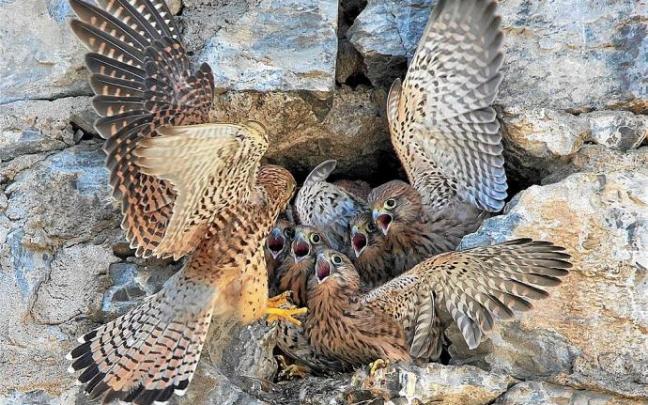 Las crías de cernícalo común reciben a su madre en el nido del edificio de Las Esclavas. Foto: Agustín Arenas