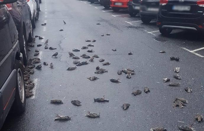 Varios de los estorninos muertos, en una calle de Ferrol.