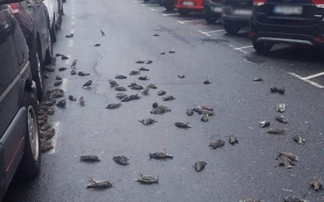 Varios de los estorninos muertos, en una calle de Ferrol. Varios de los estorninos muertos, en una calle de Ferrol.
