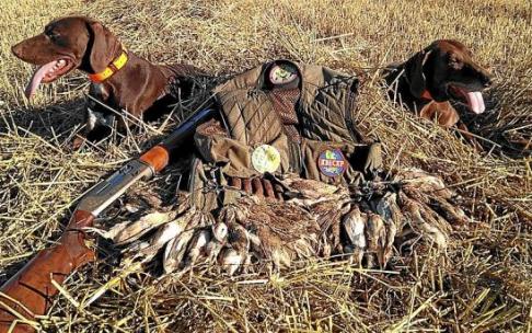 Perros de caza con codornices durante la media veda. Foto: N.G.