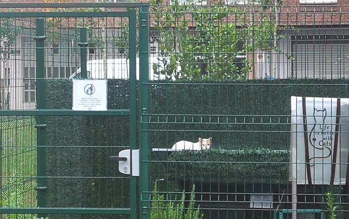 Etxebarri tiene controladas a 15 colonias de gatos en la calle.