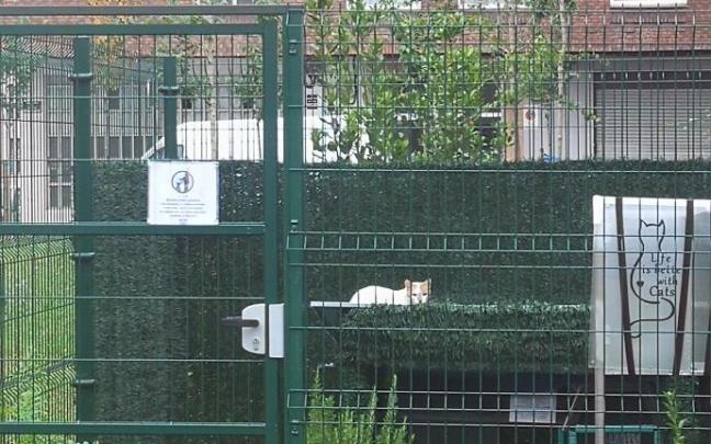 Etxebarri tiene controladas a 15 colonias de gatos en la calle.