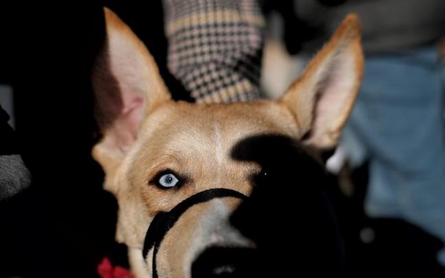 El Código Penal endurecerá las penas por delitos de maltrato de animales. El Código Penal endurecerá las penas por delitos de maltrato de animales.