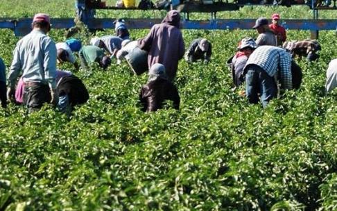La mayoría de los jornaleros son latinoamericanos y africanos.