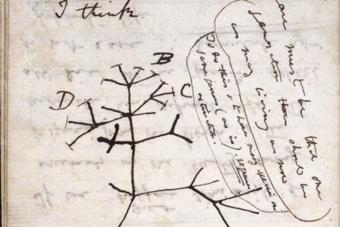 Imagen del árbol de la vida dibujado por Darwin en un cuaderno de notas.