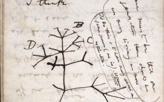 Imagen del árbol de la vida dibujado por Darwin en un cuaderno de notas. Imagen del árbol de la vida dibujado por Darwin en un cuaderno de notas.
