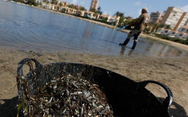 Una persona recoge ejemplares de peces muertos aparecidos en el Mar Menor Una persona recoge ejemplares de peces muertos aparecidos en el Mar Menor