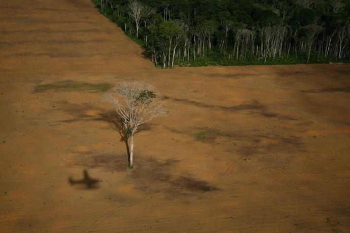 Deforestación del Amazonas debida a las plantaciones de soja.