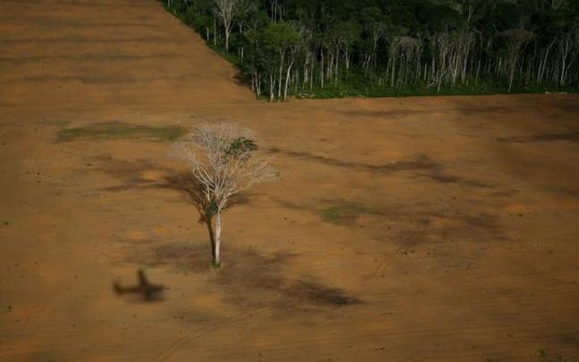 Deforestación del Amazonas debida a las plantaciones de soja. Deforestación del Amazonas debida a las plantaciones de soja.