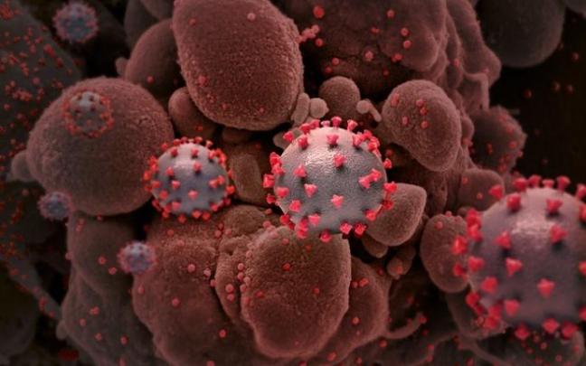 La capacidad del virus para sobrevivir conduce a la evolución de otras variantes.