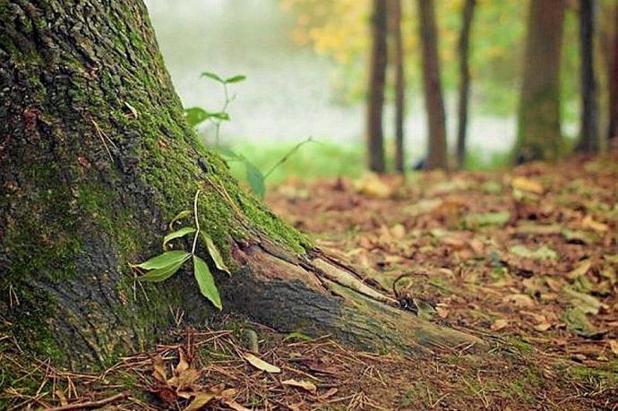 Un árbol en un bosque vasco. Foto: DNA