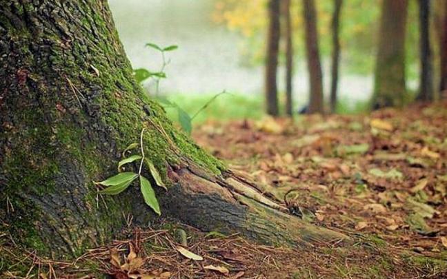 Un árbol en un bosque vasco. Foto: DNA