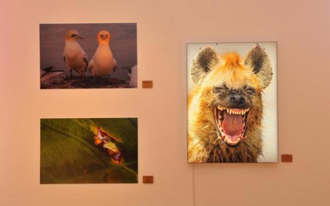 Algunas de las imágenes expuestas en Cristina Enea hasta el 13 de marzo.