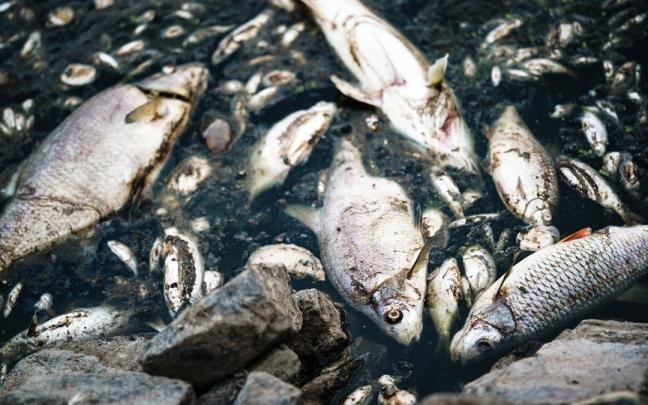Peces muertos en el r&iacute;o Oder.