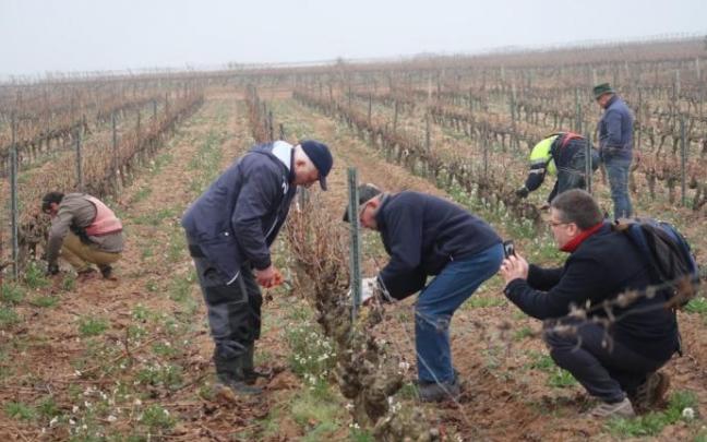 Los paisajes de Rioja Alavesa atraen al turismo.