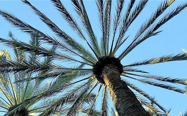 Detalle de un bonito palmeral. Detalle de un bonito palmeral.