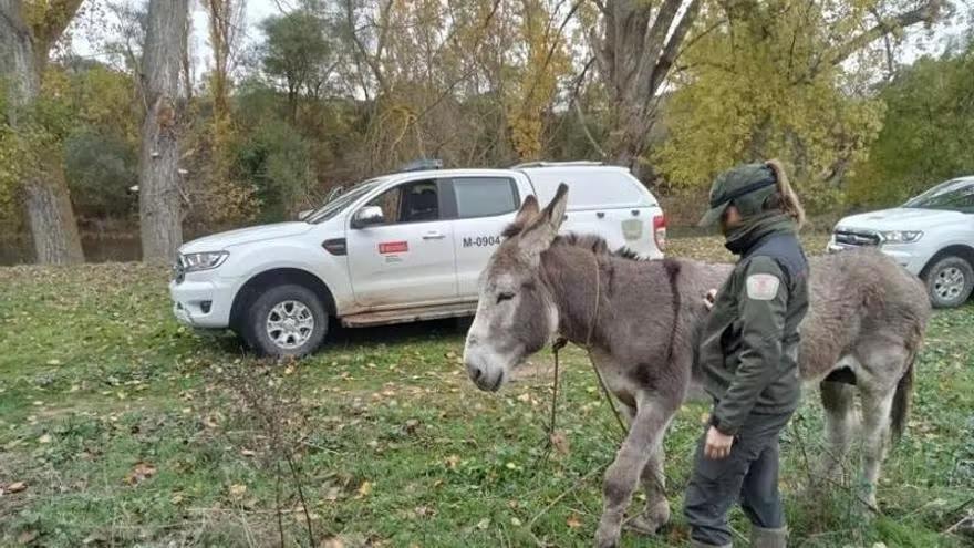 Imagen del rescate del animal