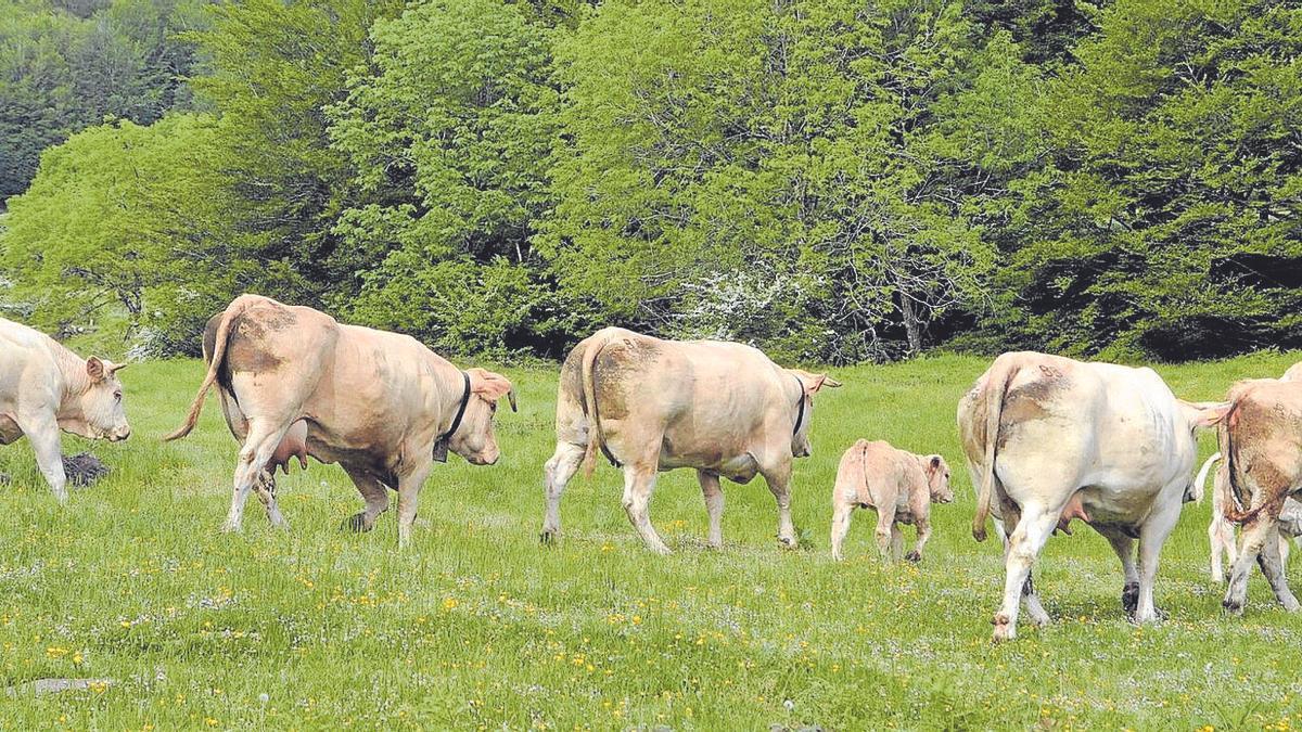 El ganado vacuno, la especie “de bandera” del Valle de Baztan ha descendido en explotaciones y cabezas, pero en cuanto a calidad se considera mejor que nunca.