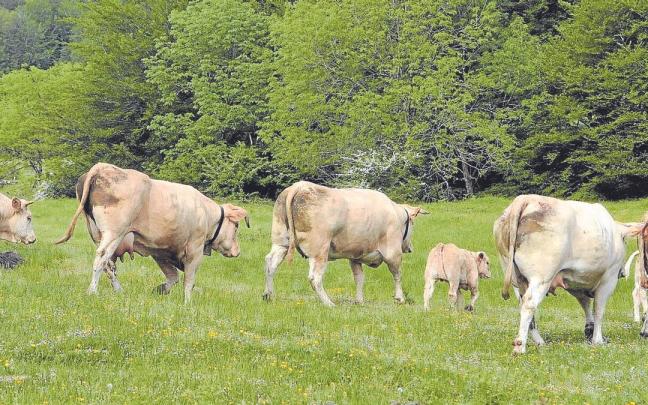 El ganado vacuno, la especie “de bandera” del Valle de Baztan ha descendido en explotaciones y cabezas, pero en cuanto a calidad se considera mejor que nunca. El ganado vacuno, la especie “de bandera” del Valle de Baztan ha descendido en explotaciones y cabezas, pero en cuanto a calidad se considera mejor que nunca.