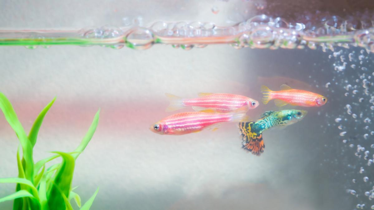 Un grupo de peces de la especies guppy en un acuario.