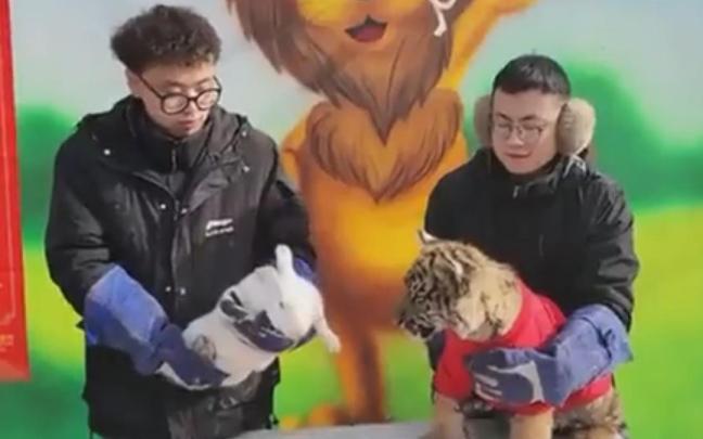 Los empleados del zoo, con el conejo y el tigre. Los empleados del zoo, con el conejo y el tigre.