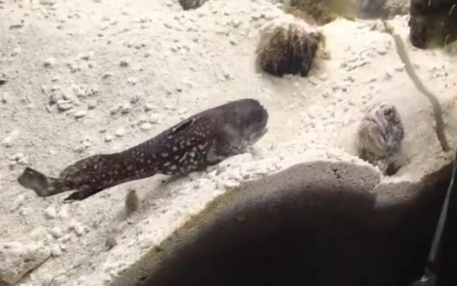 Uno de los peces, atacando al otro en su refugio. Uno de los peces, atacando al otro en su refugio.