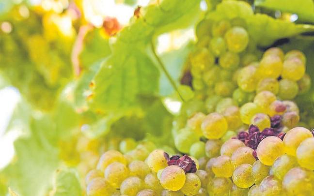 Un racimo de Hondarrabi Zuri, una de las variedades que es seña de identidad de Getariako Txakolina.