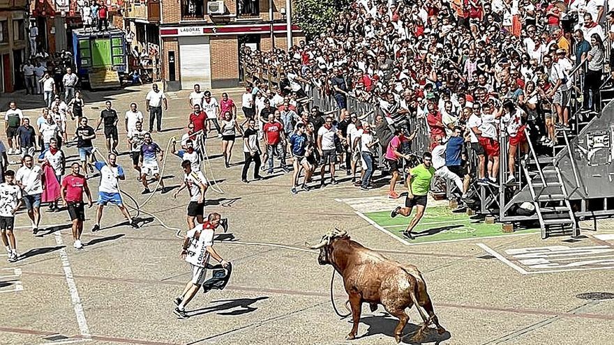 Imagen del toro con soga de la ganadería de Eulogio Mateo.