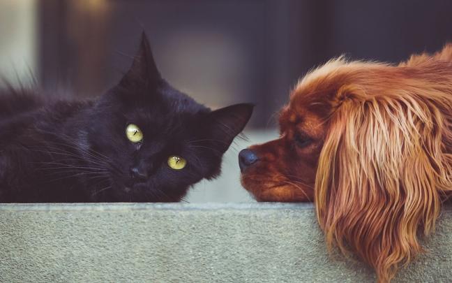 Un gato y un perro tumbados juntos. Un gato y un perro tumbados juntos.