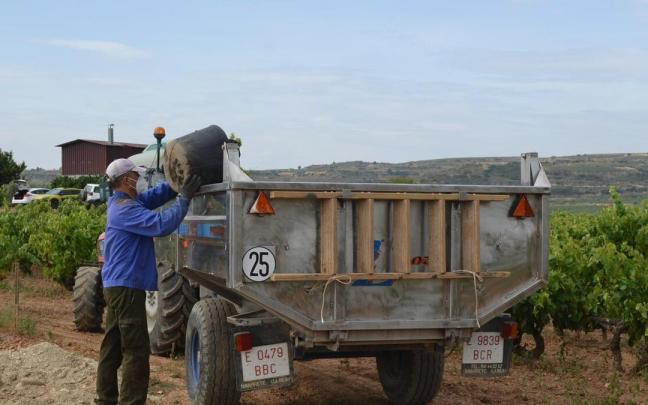 Vendimia en viñedos de Rioja Alavesa.