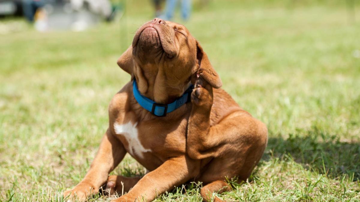 SI vemos que el perro se rasca o se mordisquea una zona con desesperada energía debemos comprobar si tiene pulgas.