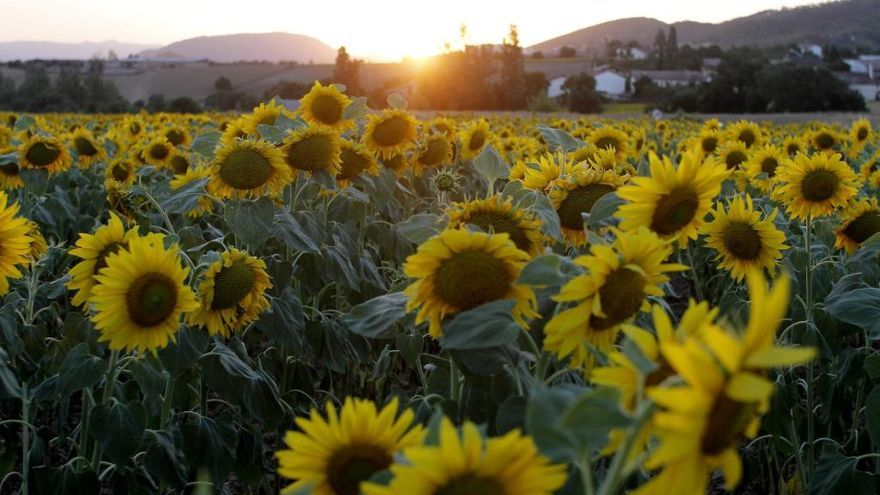 Campos de girasol en el valle de Egüés.