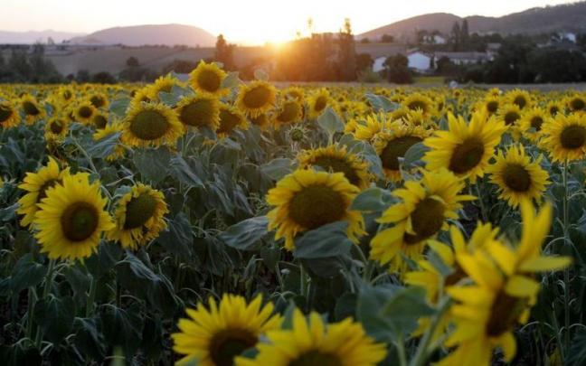 Campos de girasol en el valle de Egüés.