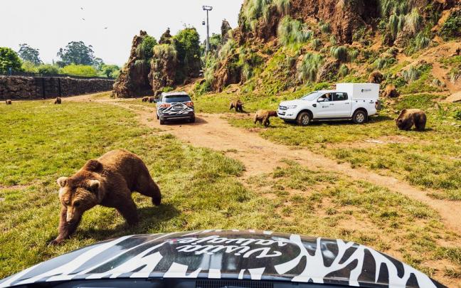 La visita ‘salvaje’ y cercana a los osos.
