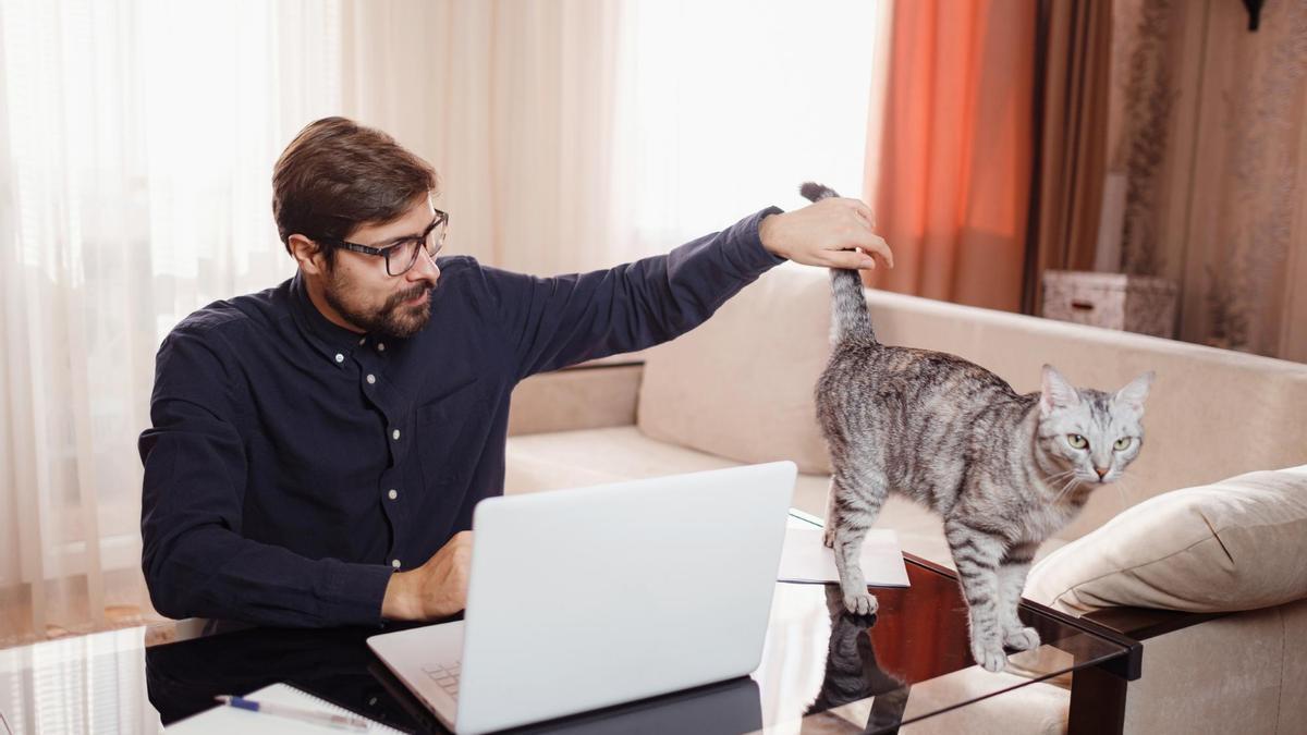 Que no se suba a la mesa de trabajo es una costumbre que costaráquitar a un gato, pero con paciencia se puede.
