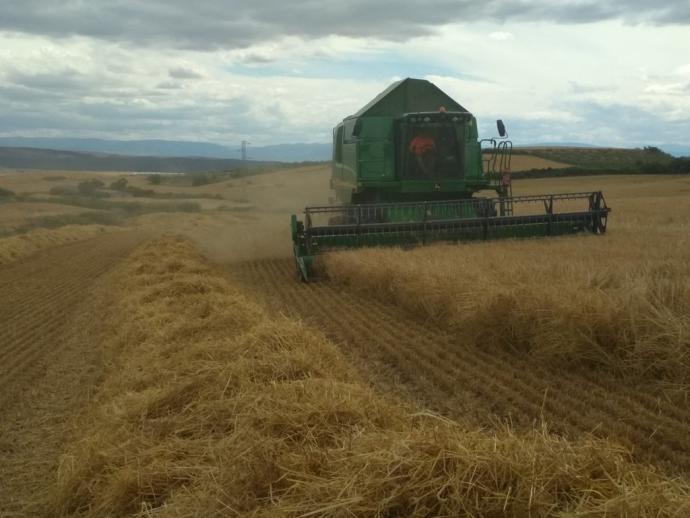 Cosechadora en un campo de cereal.