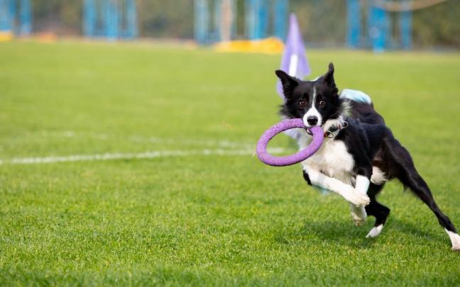 El border collie siempre ha destacado por su inteligencia y la facilidad con la que aprende. El border collie siempre ha destacado por su inteligencia y la facilidad con la que aprende.
